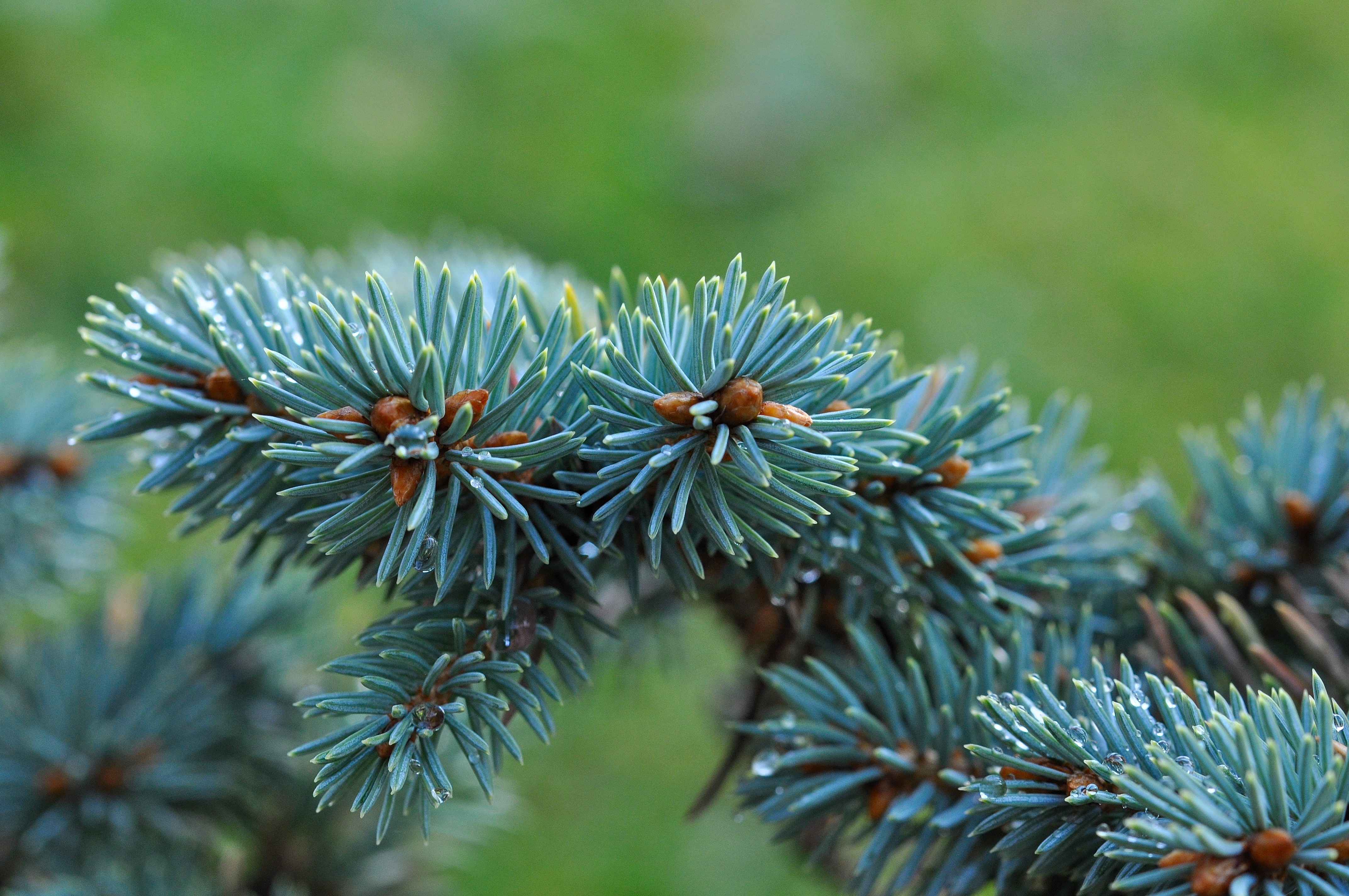 Colorado blue spruce branch showing blue needles.