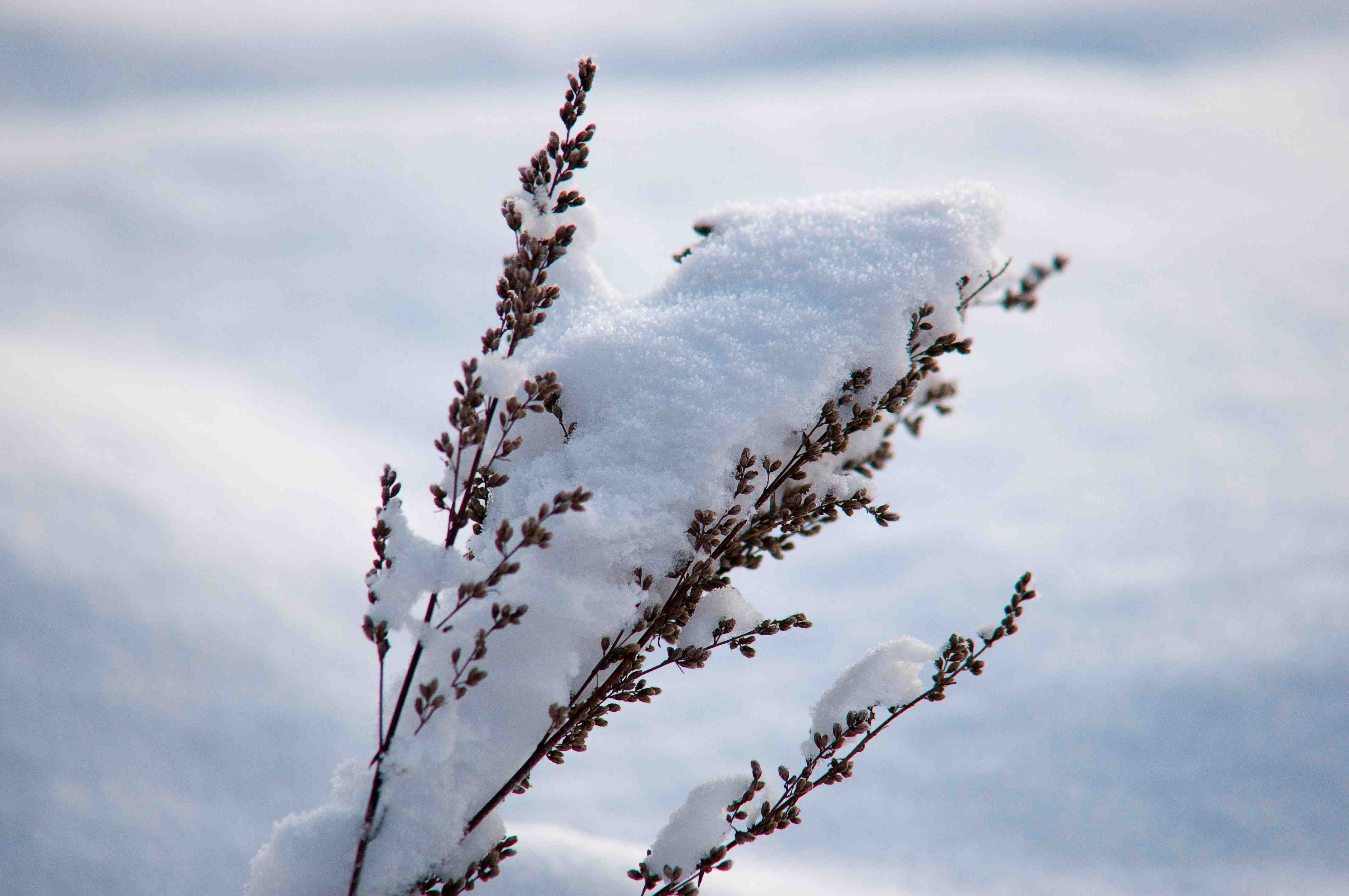 Winter Archives Laidback Gardener