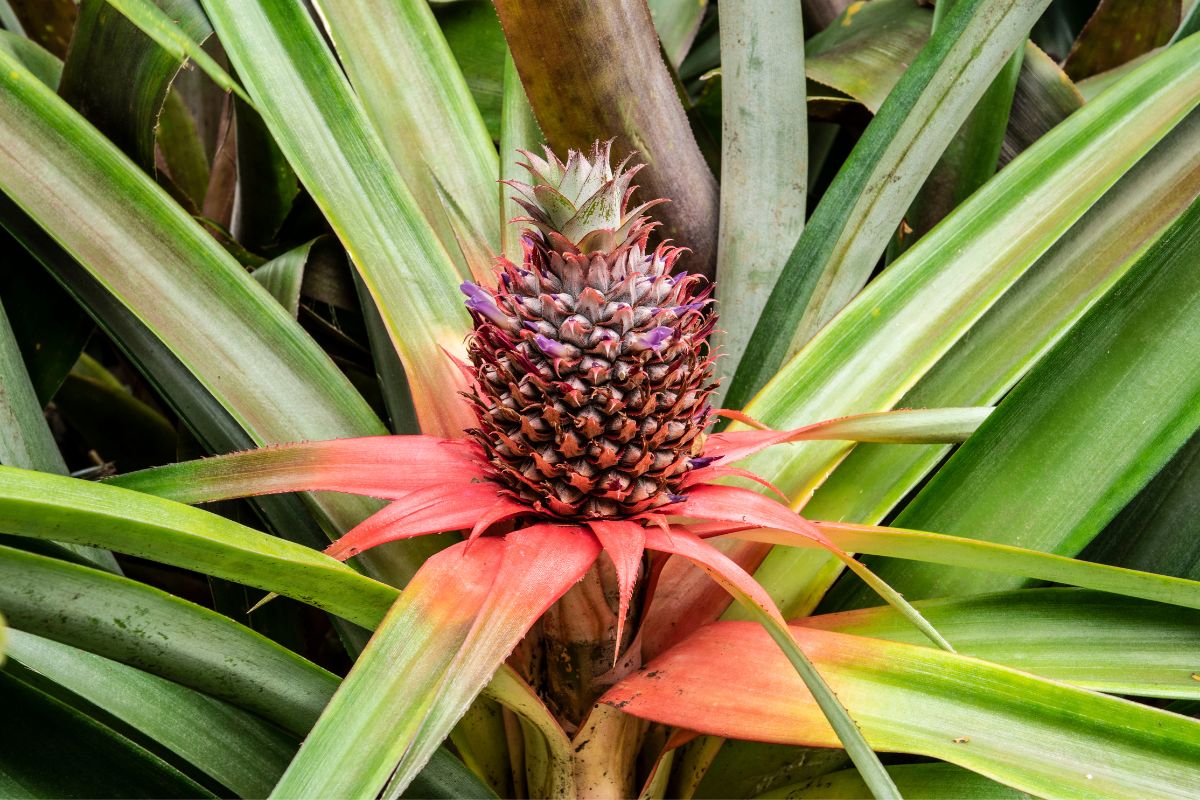 best very intrusive plants for a snake terrarium Corn Snake Plant Pack V2 main image 0