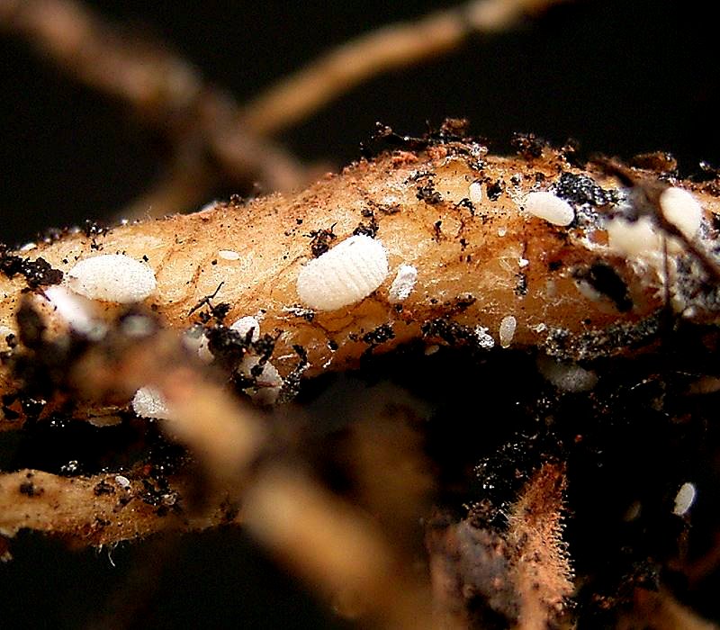 Root Mealybugs Death From Below Laidback Gardener Root Mealybugs Death From Below Laidback Gardener