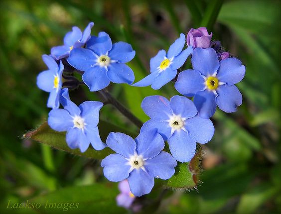 Forget-me-not: a Love Story - Laidback Gardener