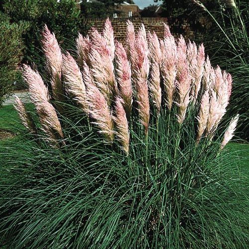 Here's Why You Need to Keep Pink Pampas Grass Out of Your Garden