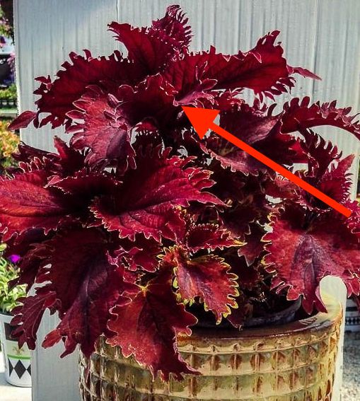 King Crab Coleus