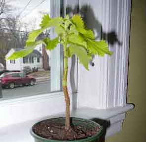 coleus1