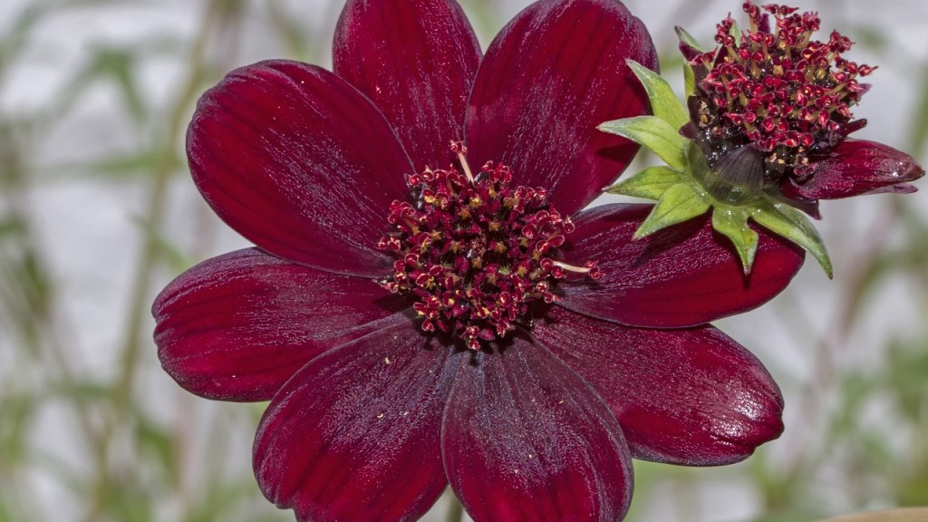 Chocolate Cosmos: New and Improved - Laidback Gardener