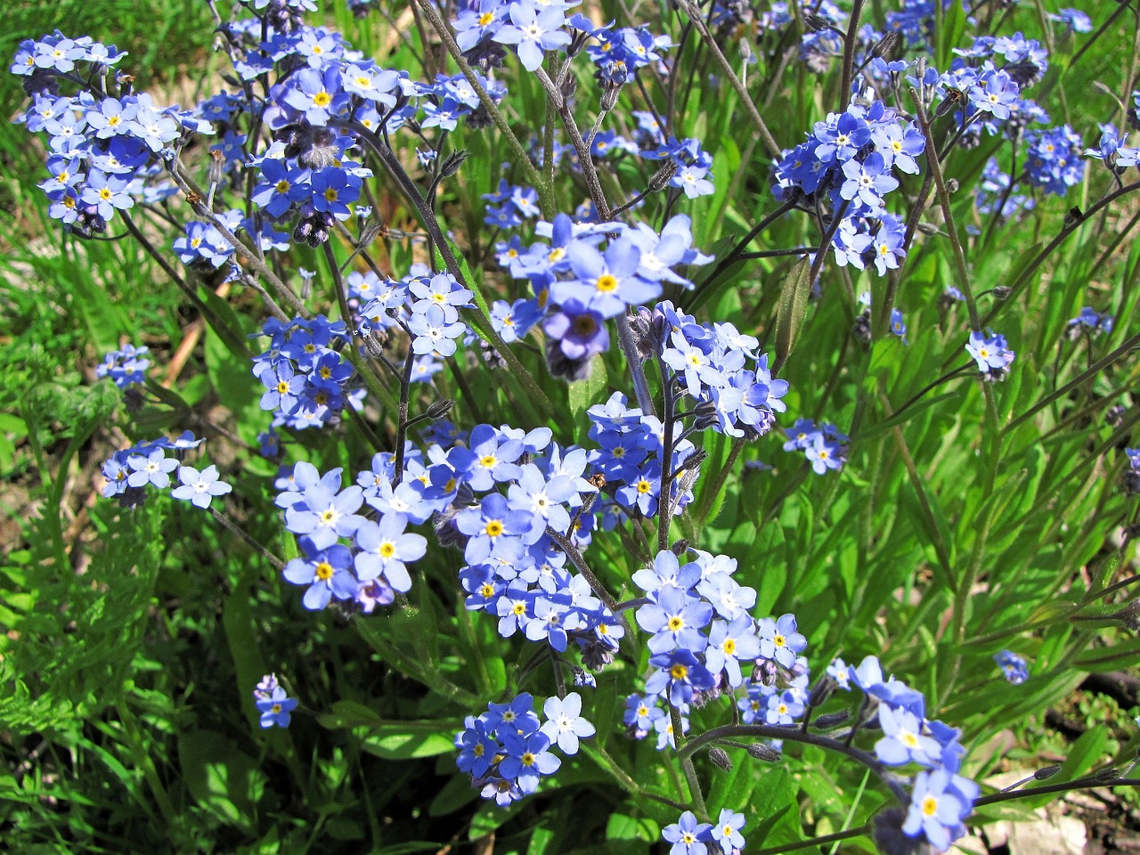 Small Blue Flowers Flower Myosotis Pet