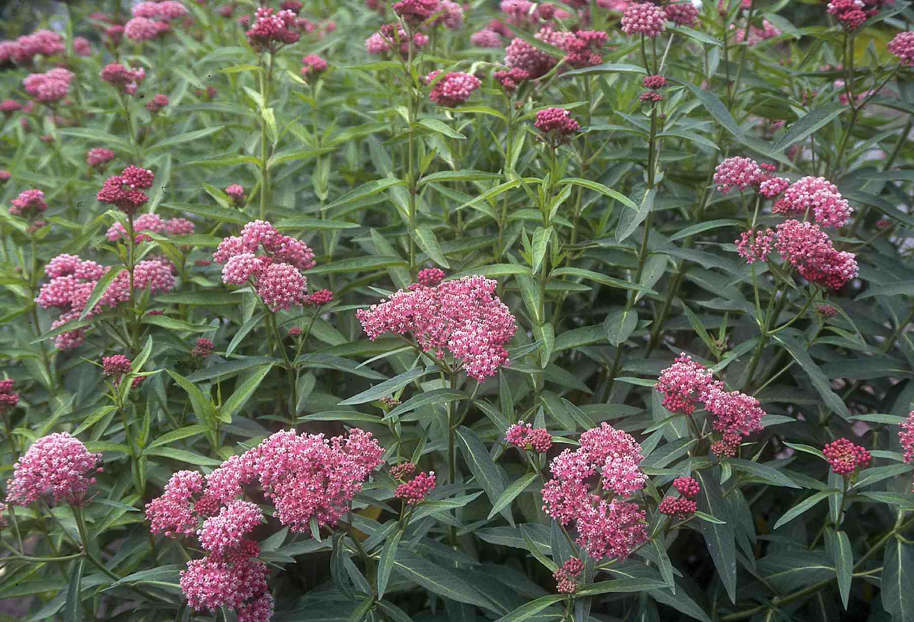 20170726E Asclepias incarnata