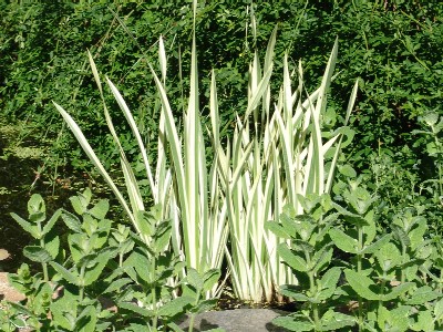 20170726I nichegardens.com.jpg