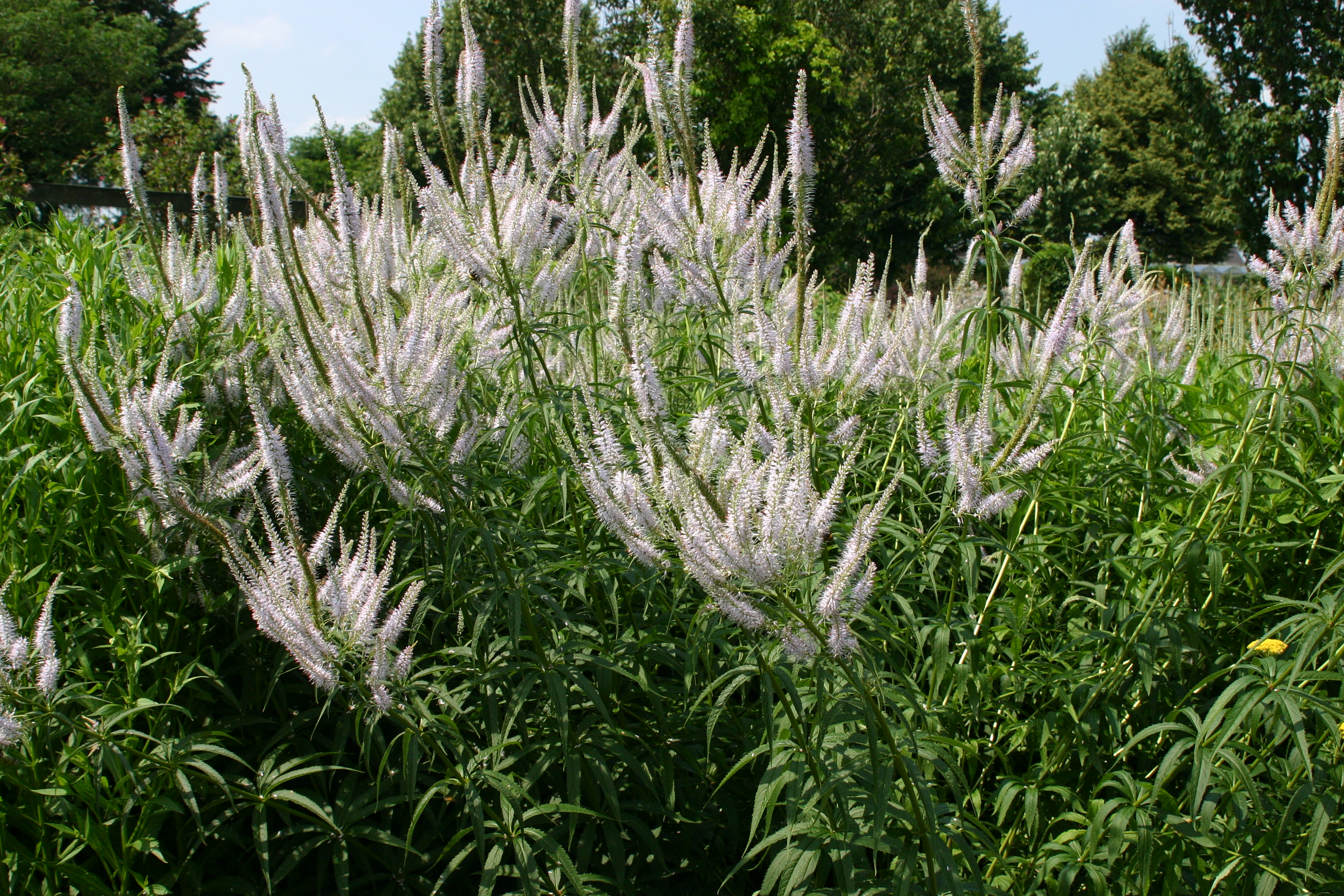 20170726M VV Lavenderturm HC.JPG