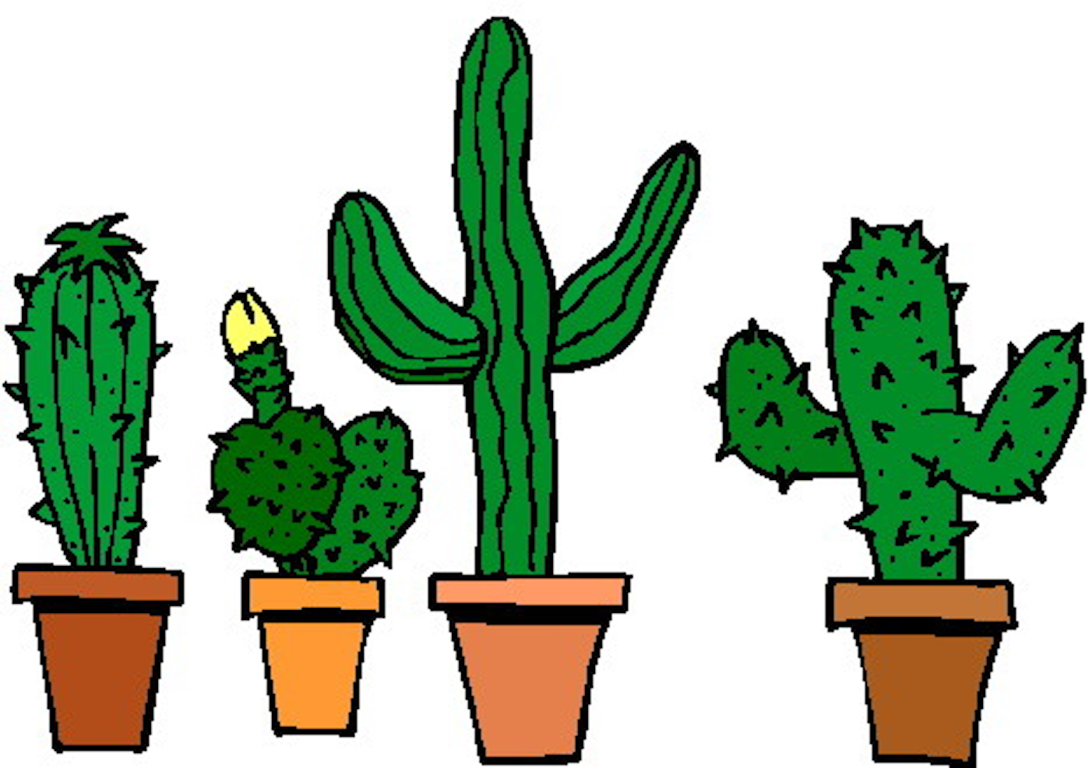 Grow Your Own Cactus from Seed