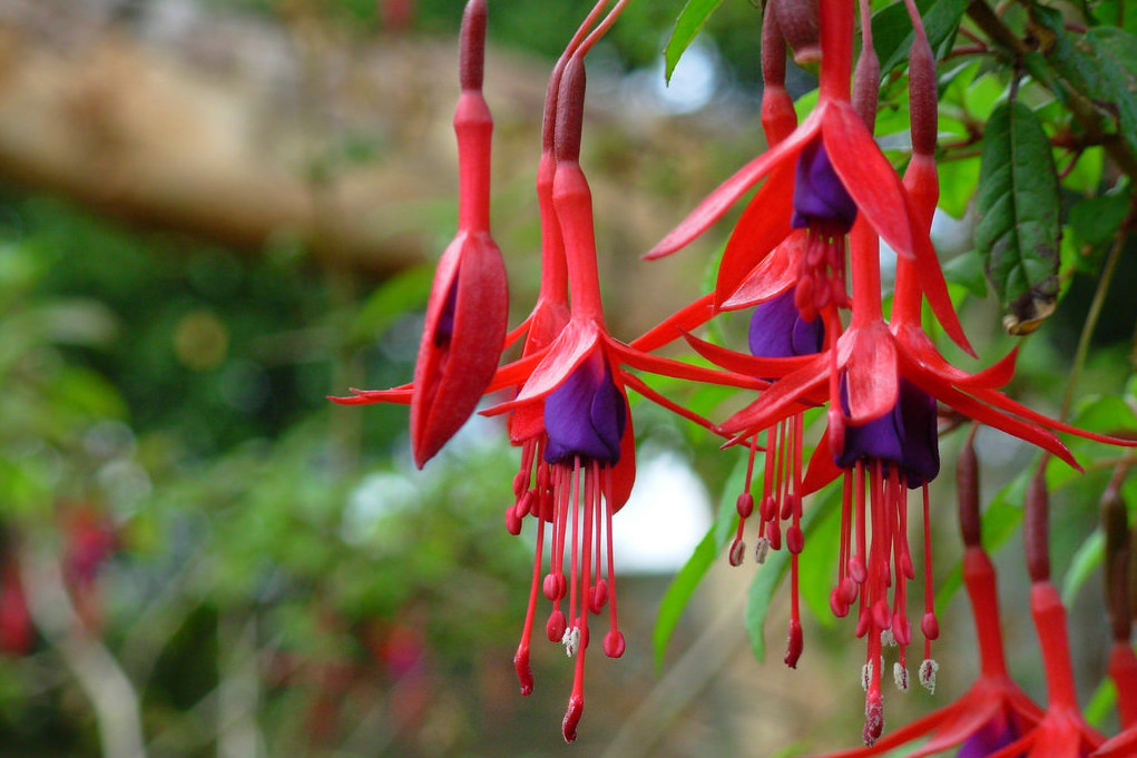 20180430F Fuchsia magellanica, Jano Vega, www.flickr.com.jpg