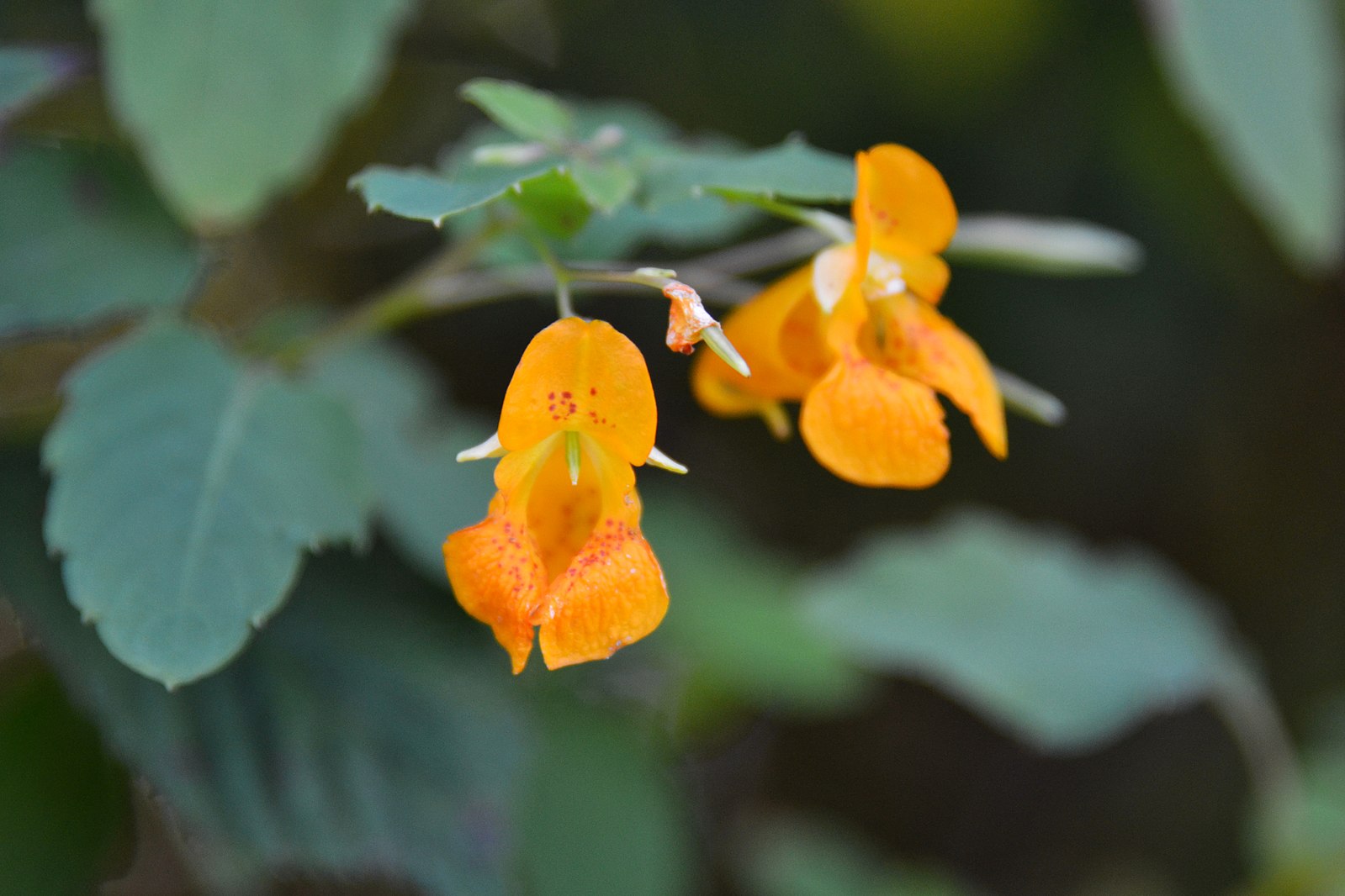 20180430G Impatiens du Cap Tony Alter, WC.jpg