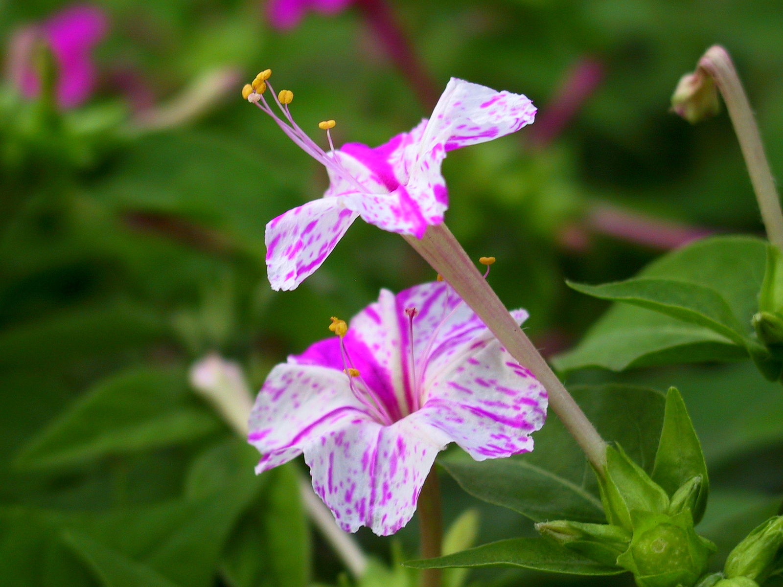20180430H Mirabilis_jalapa, Juni WC.jpg