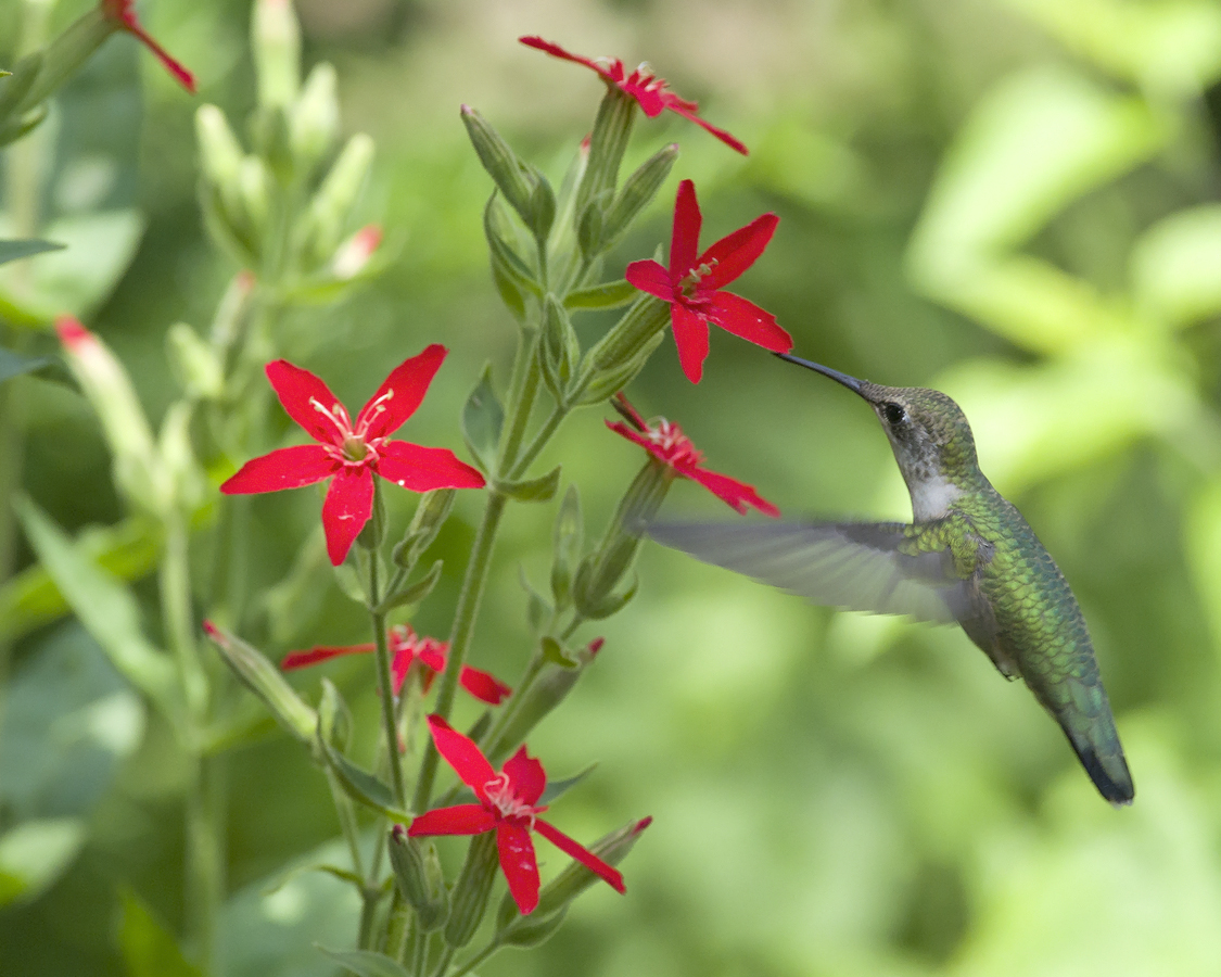 20180430J Silene Regia Royal Catchfly www.tapatalk.com.jpg