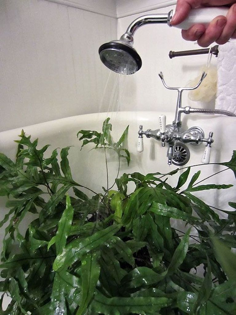 Shower With Your Plants - Laidback Gardener