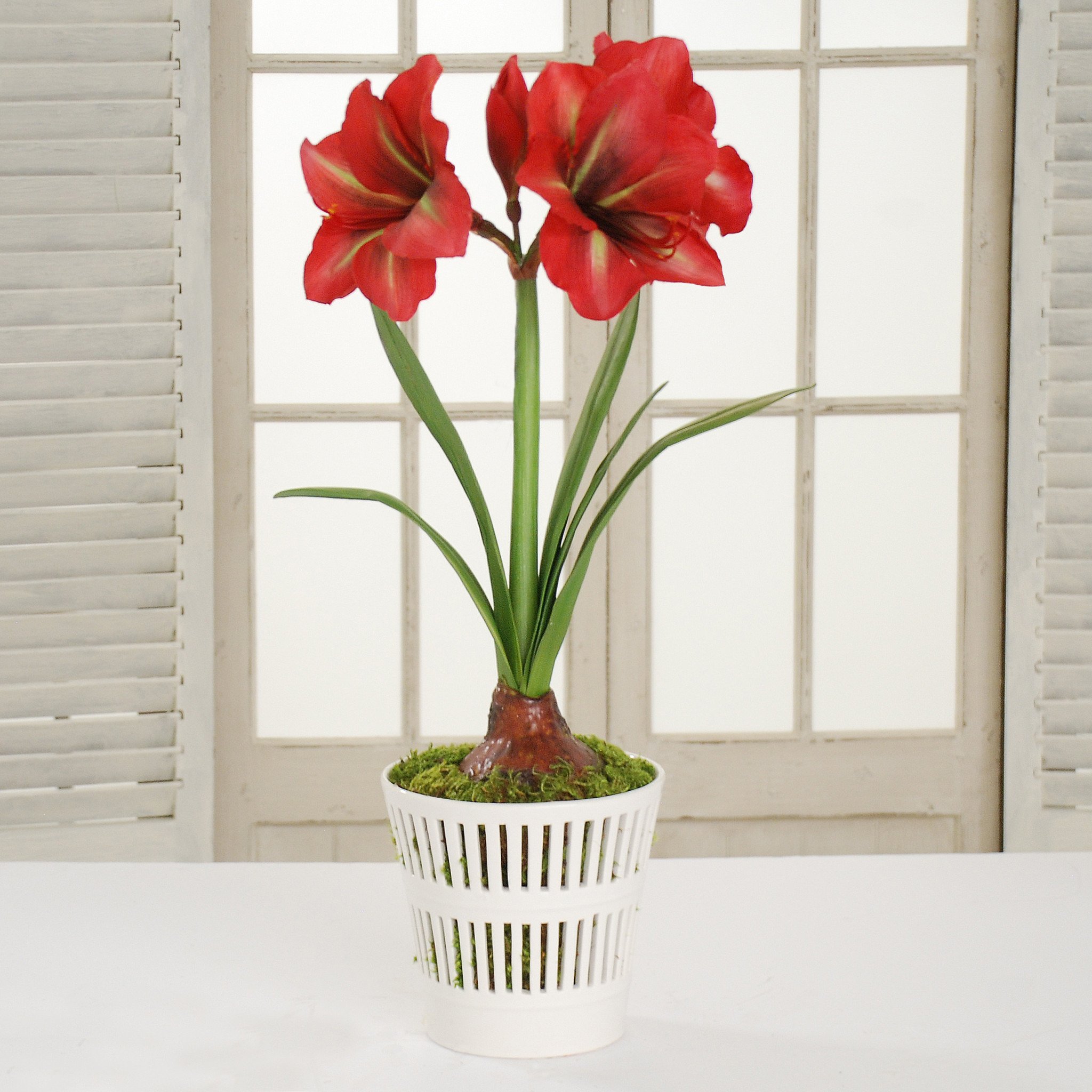 How to Get an Amaryllis to Rebloom - Laidback Gardener