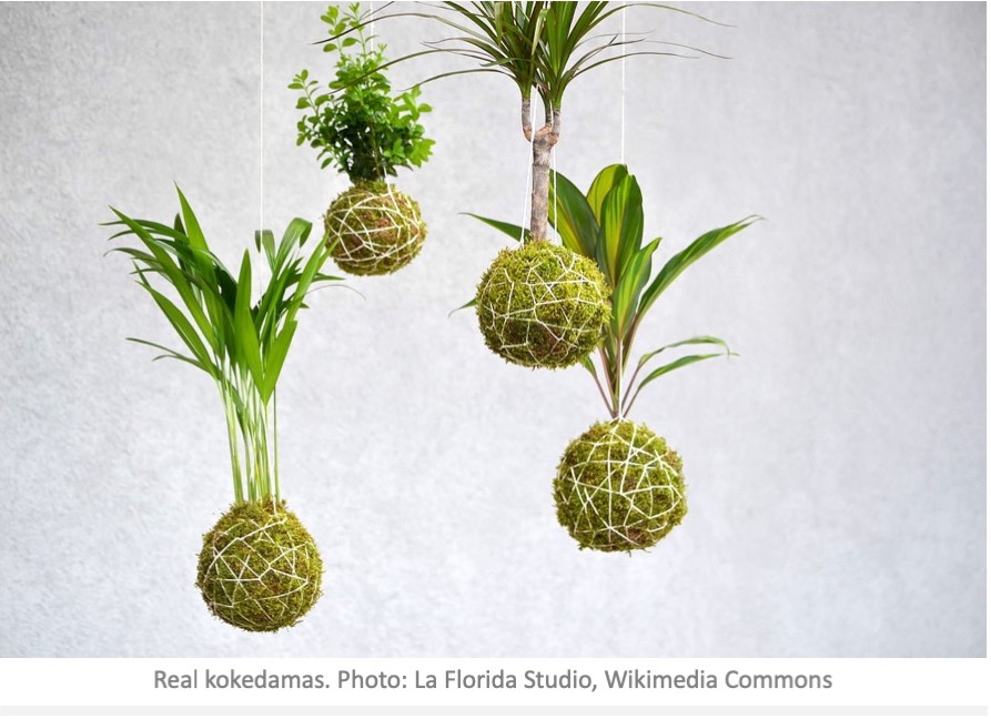 Kokedama Archives Laidback Gardener