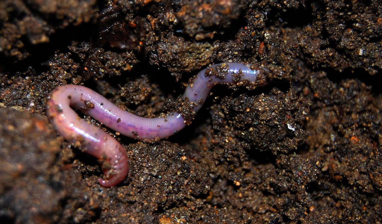 Earthworms in Your Houseplants? - Laidback Gardener