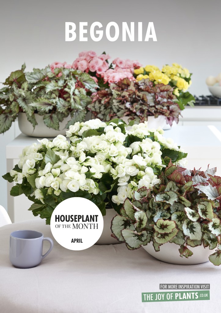 20190402a-www.thejoyofplants.