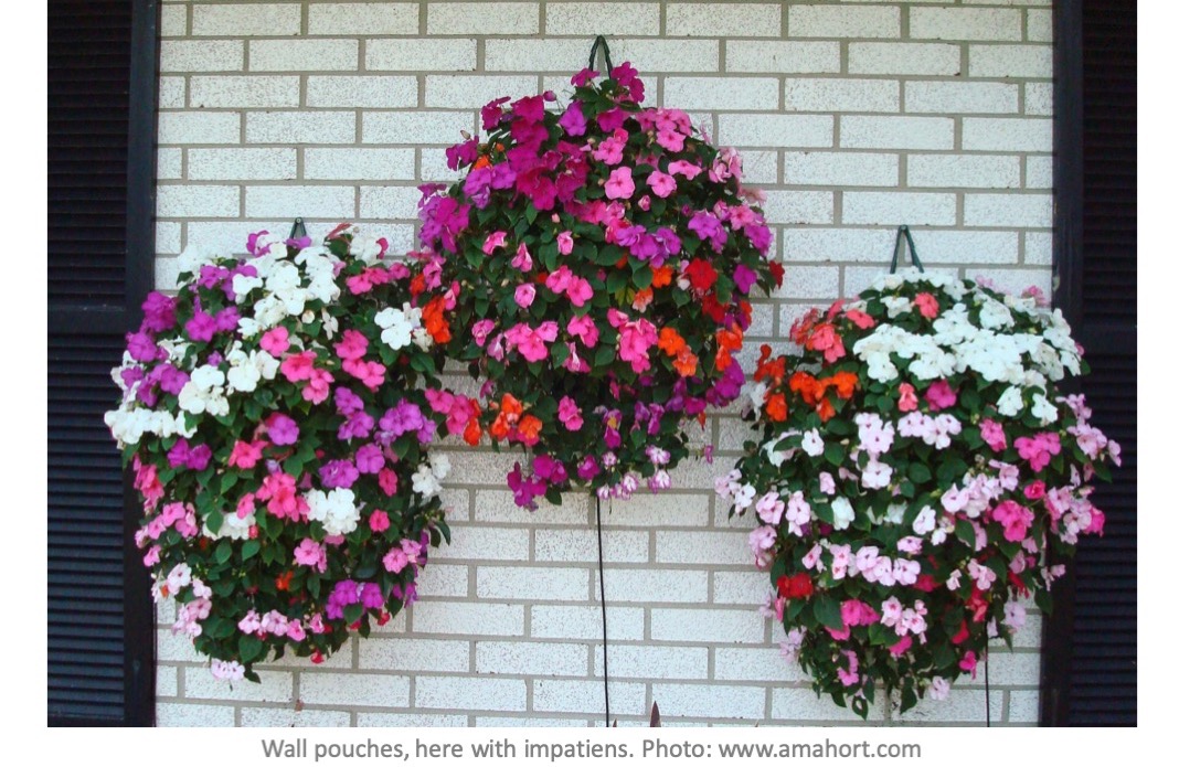 How to Grow a Flower Pouch Laidback Gardener