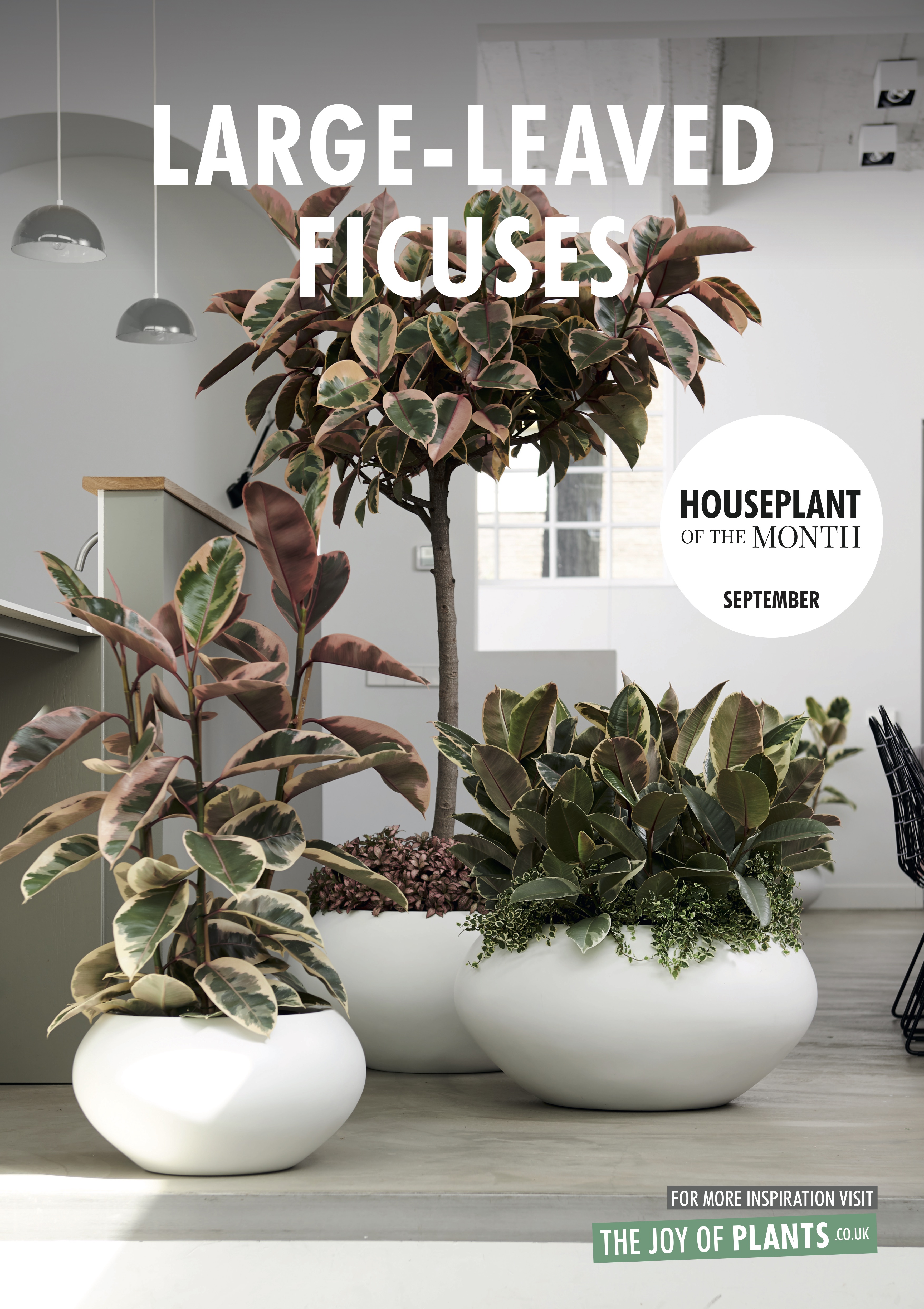 Ficus Archives Laidback Gardener