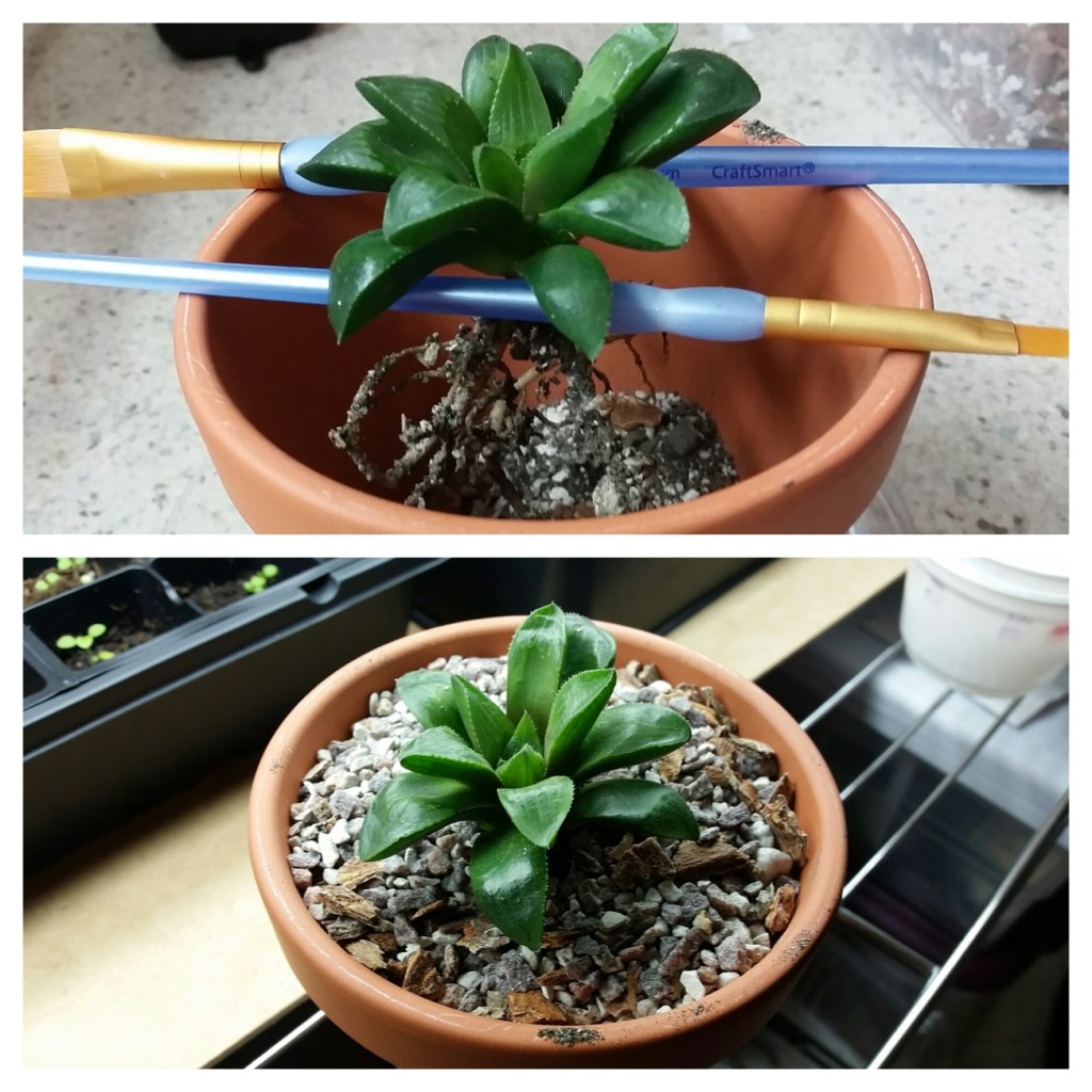 Tip on Repotting Rosette Succulents - Laidback Gardener