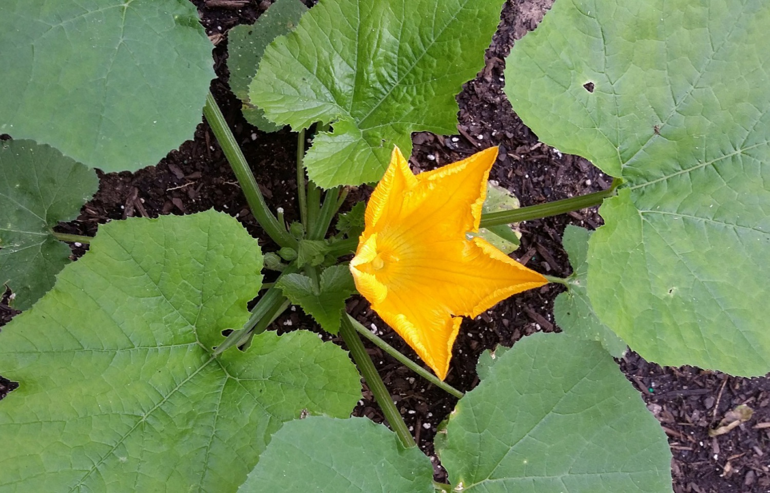 My Squash Plants Only Produce Male