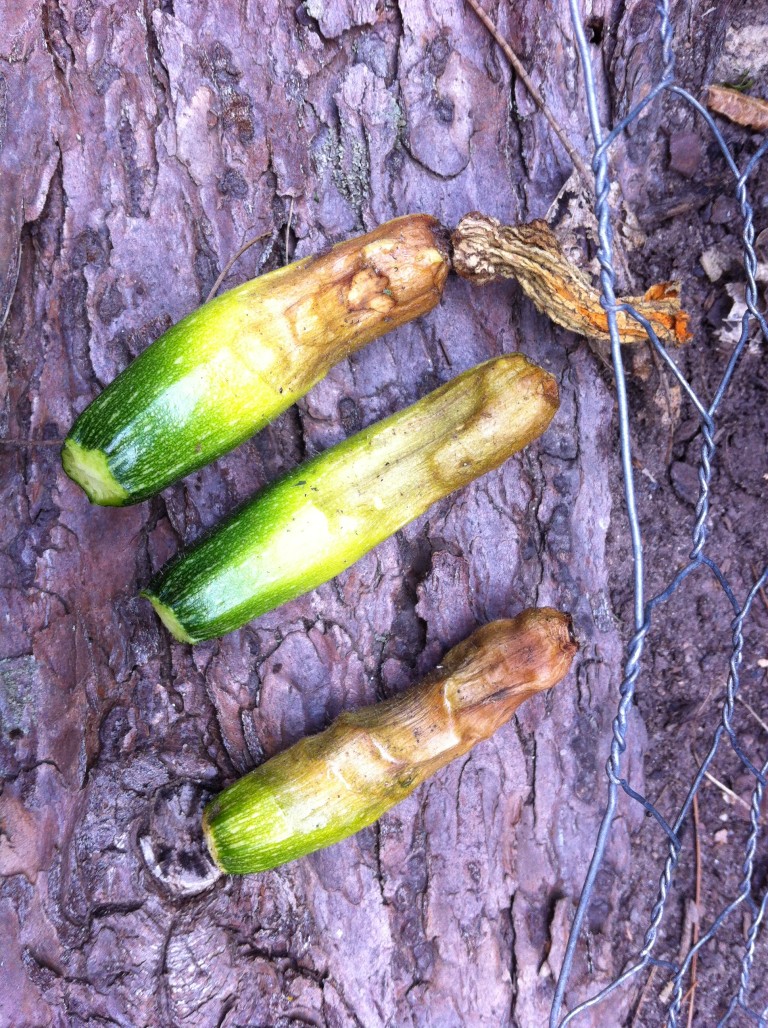 My Squash Plants Only Produce Male Flowers Laidback Gardener