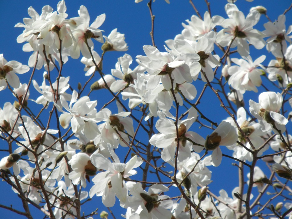 Magnolia Under Attack - Laidback Gardener