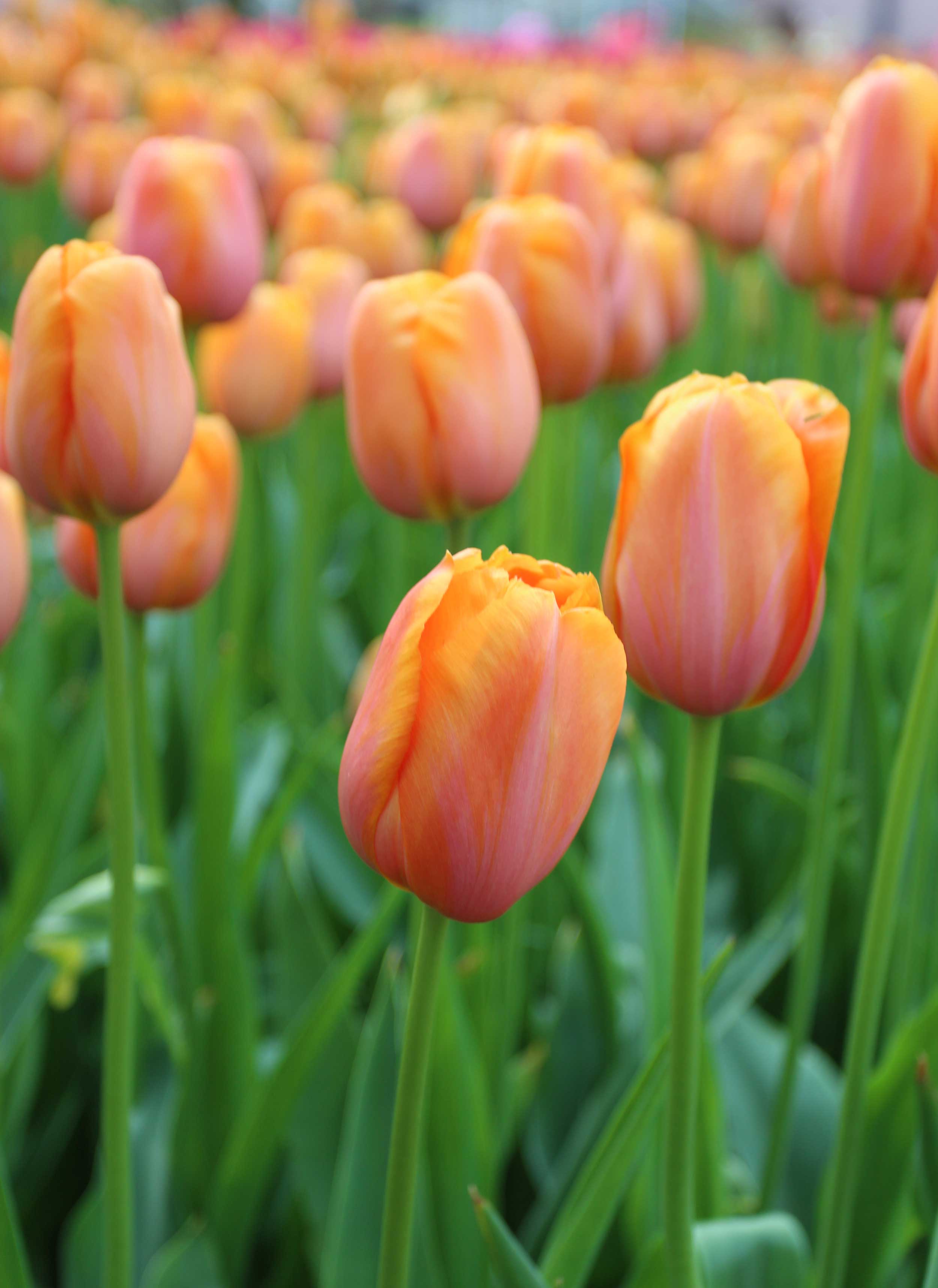 Dordogne Tulip, Single late, flowers claret rose with a tangerine orange edge.