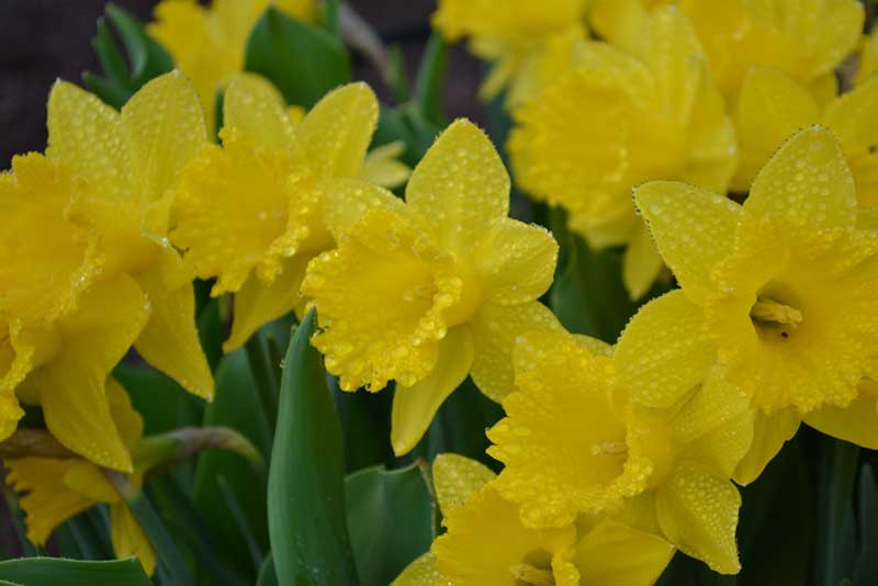 Golden daffodils