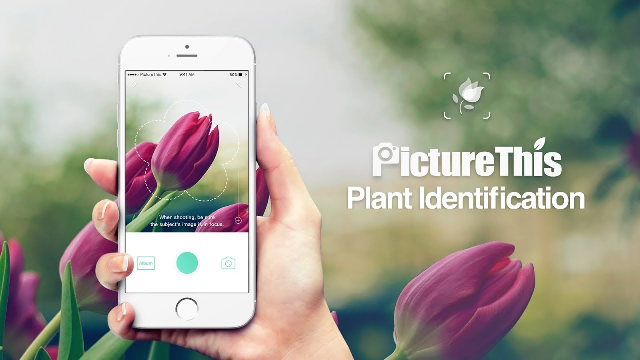 does the picturethis plant identifier really work? - laidback gardener