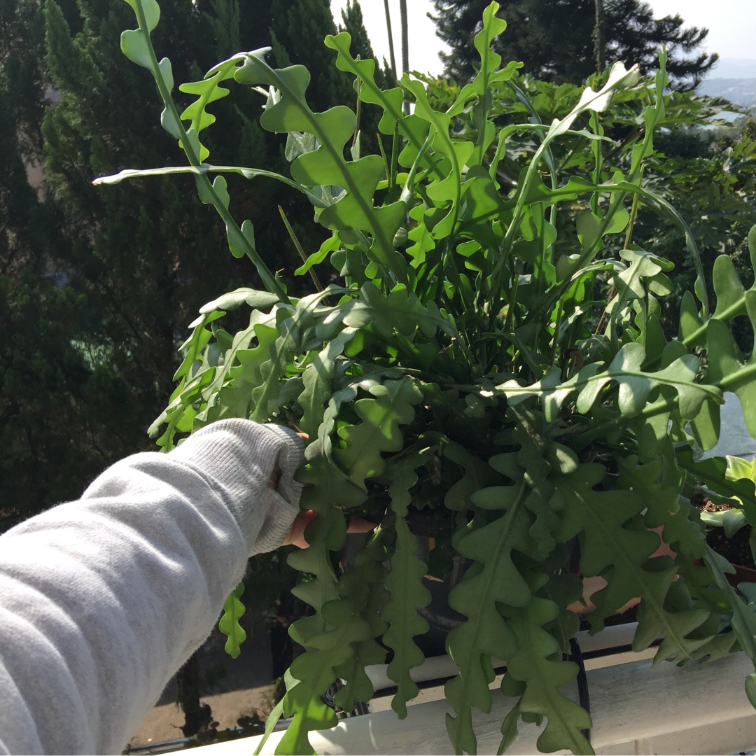 zigzag cactus outdoors for the summer