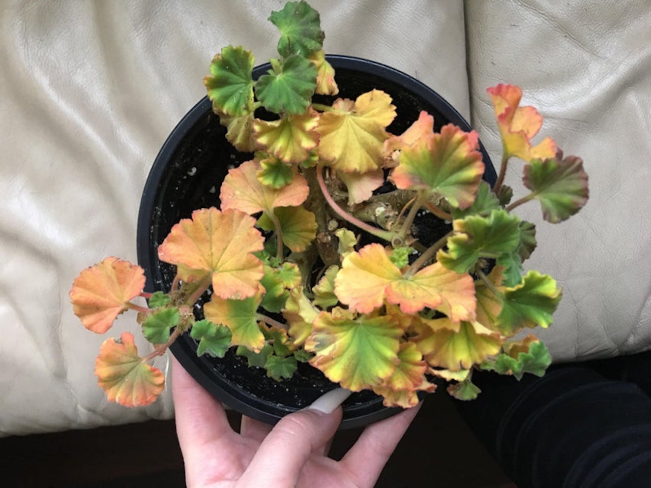 Why are the Leaves on My Geraniums Turning Yellow? 