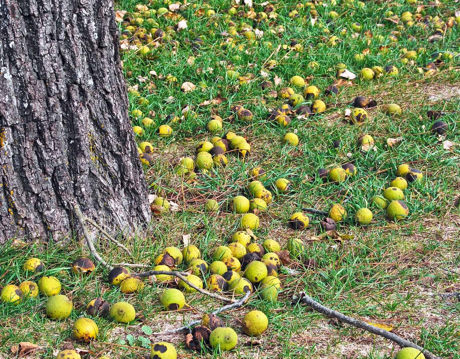How to Stop Walnut Trees from Producing Nuts? 