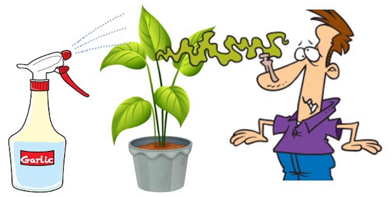 Homemade Garlic Spray Laidback Gardener
