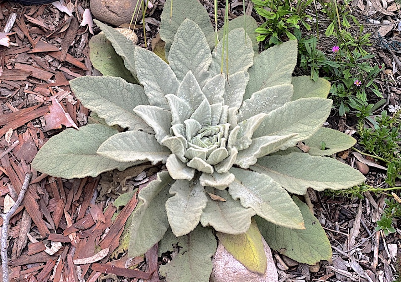 Silver foliage rosette of common mullein.