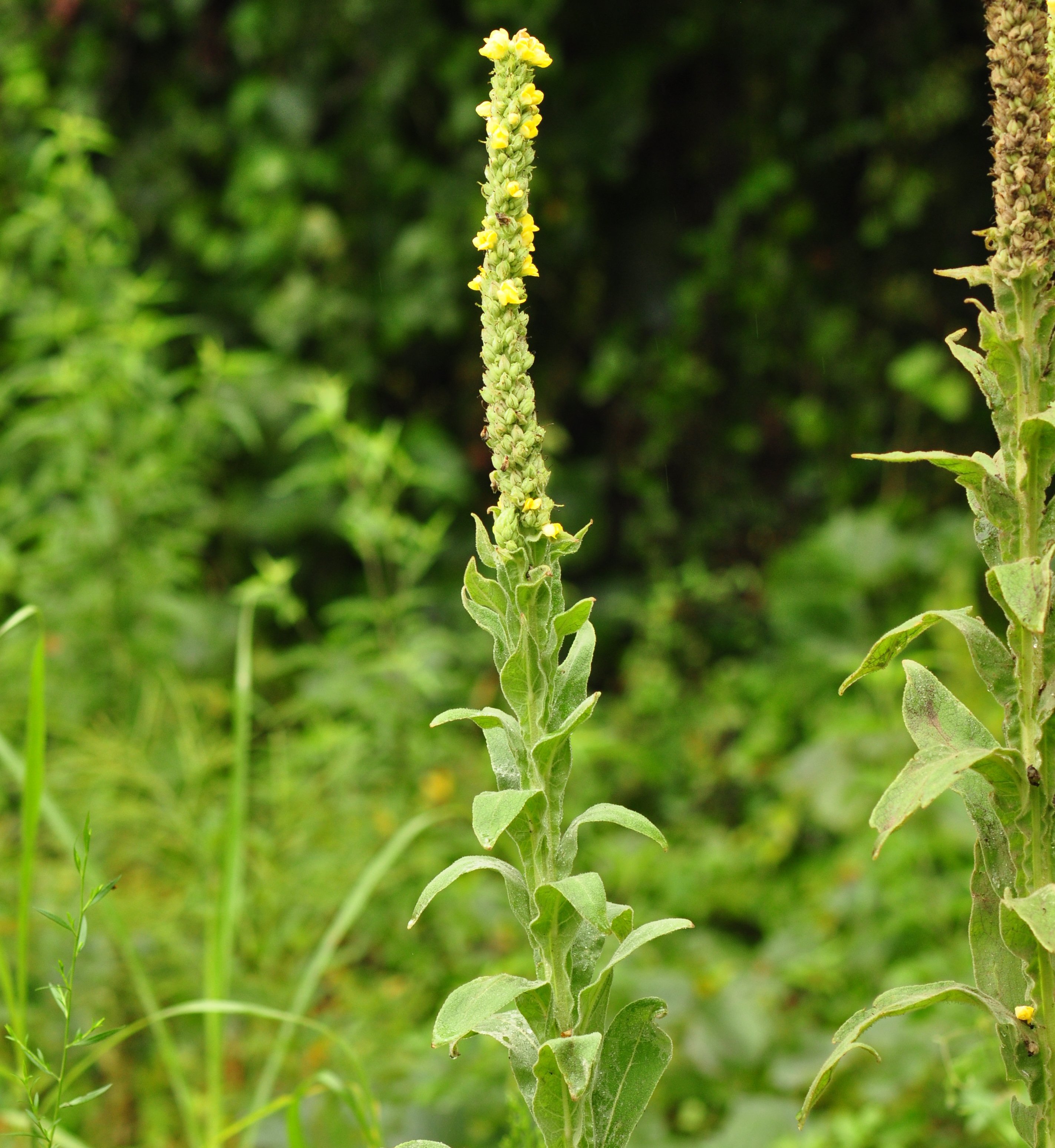Flower stalk of common mullein with yellow flowers