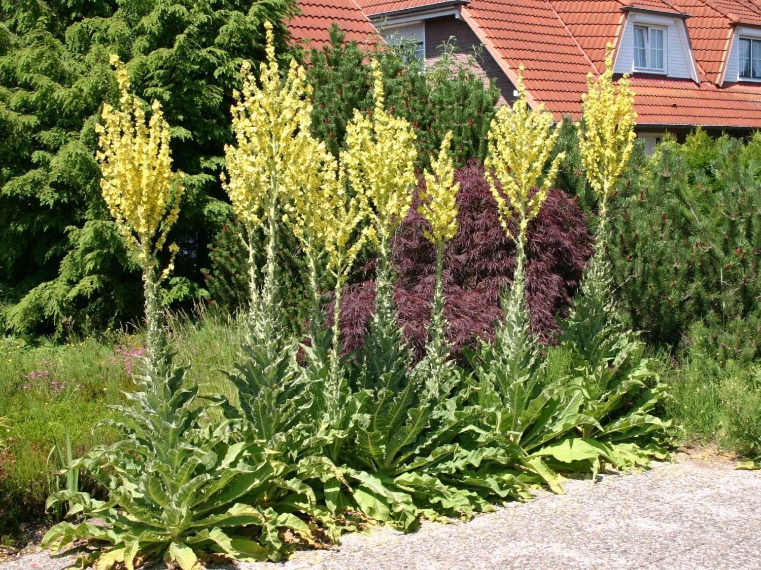 Row of plants of olympic mullein with yellow flowers.