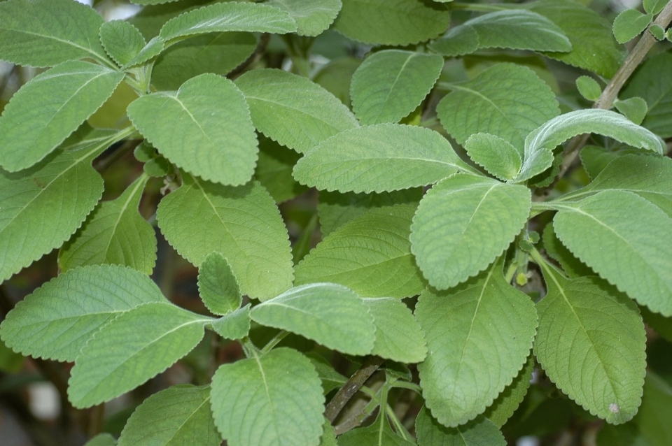 blue spur flower leaves