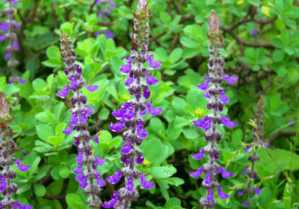 blue spur flower in bloom