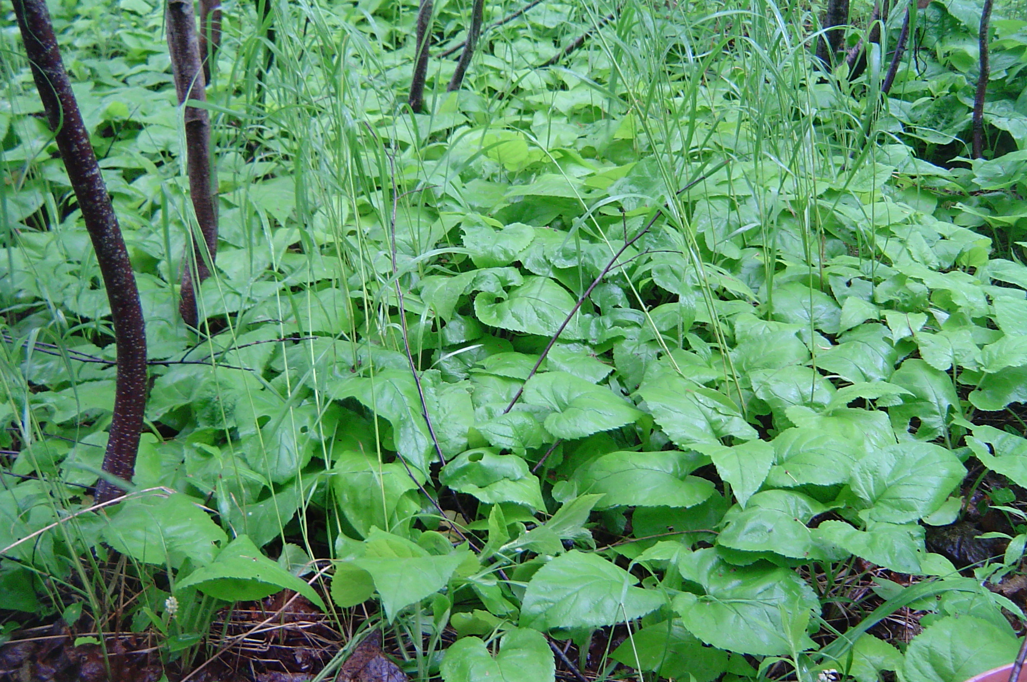 Large-leaved aster, showing leaves only.