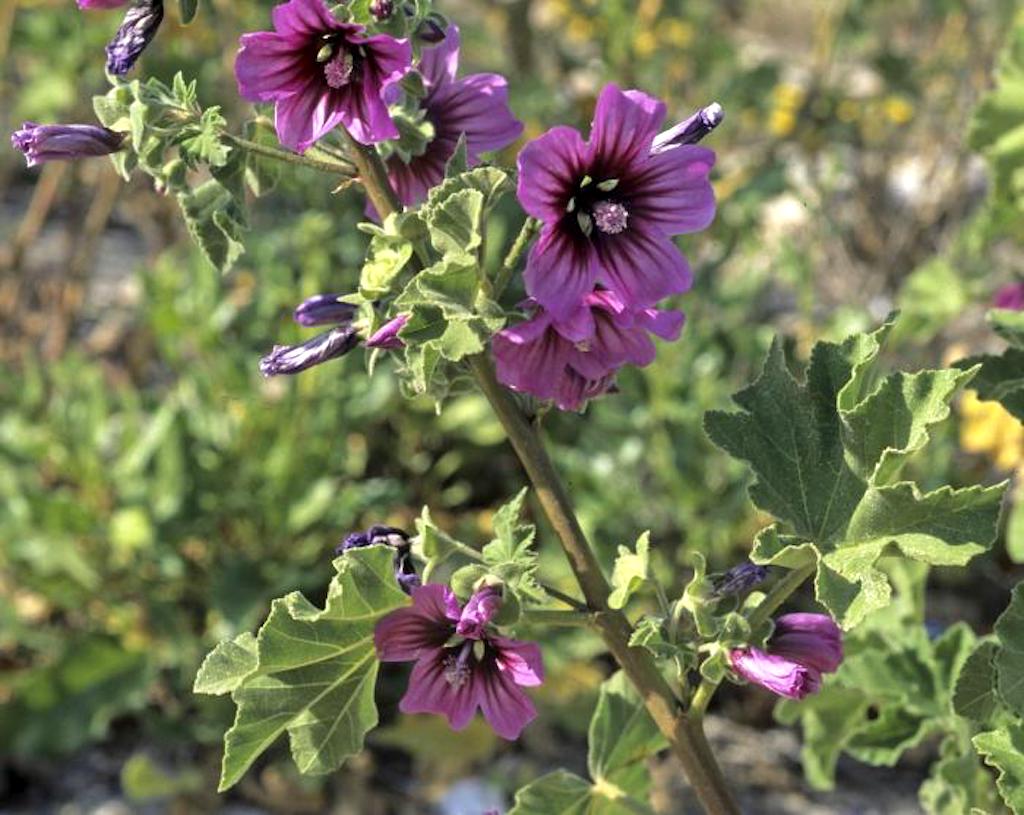 Tree mallow with pink and purple flowers