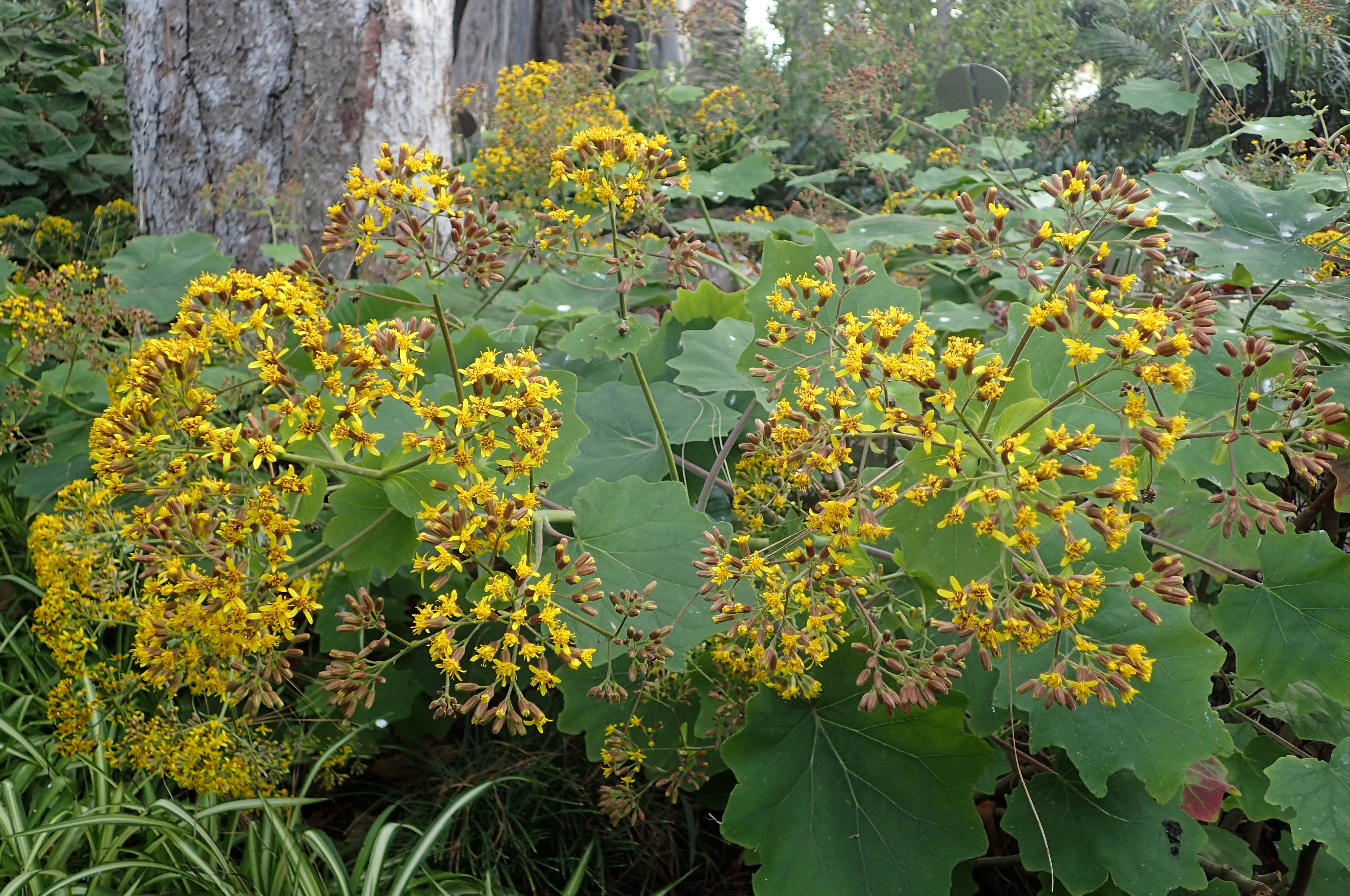 Shrub of Velvet Groundsel with yellow flowers