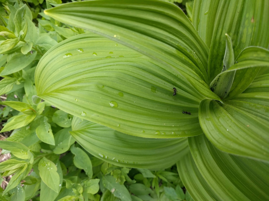 Veratrum viride with pleated leaves