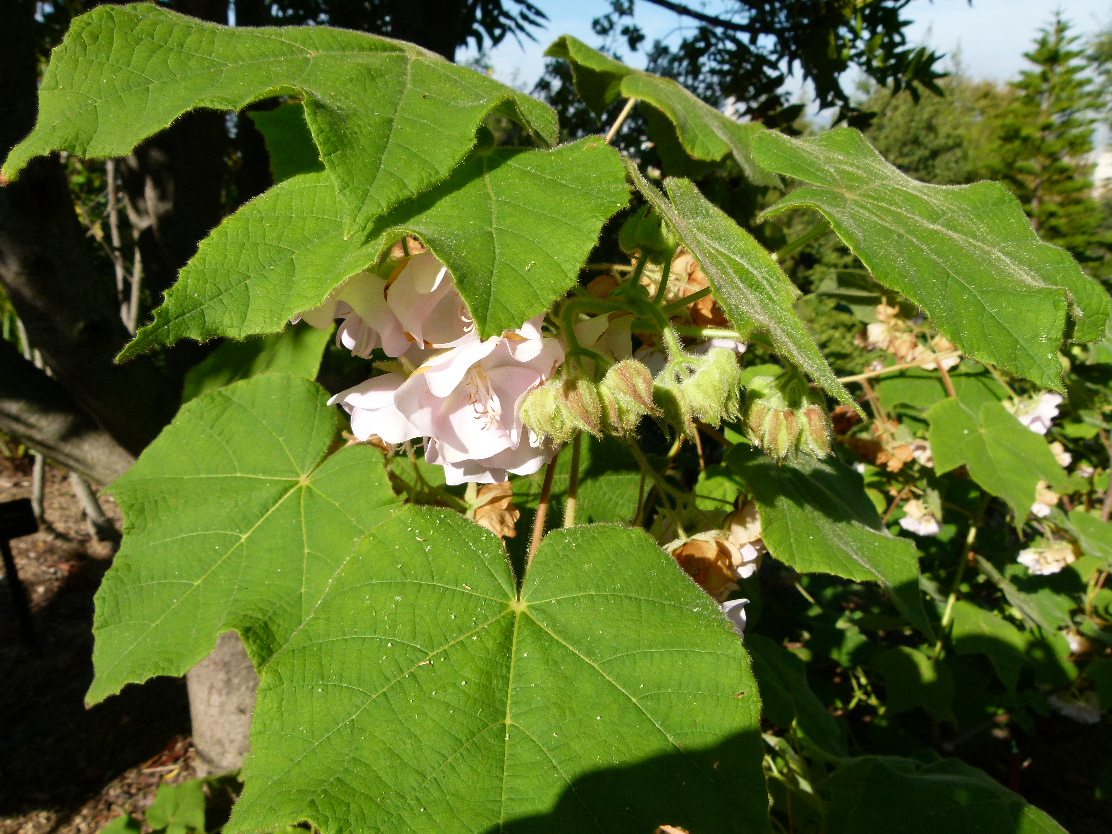 Stem of dumbeya with large fuzzy leaves partly hiding pink flowers.