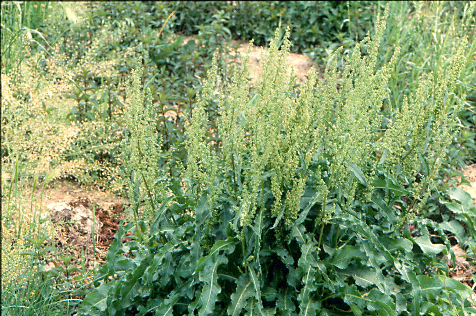 Curly dock in bloom, green flowers.