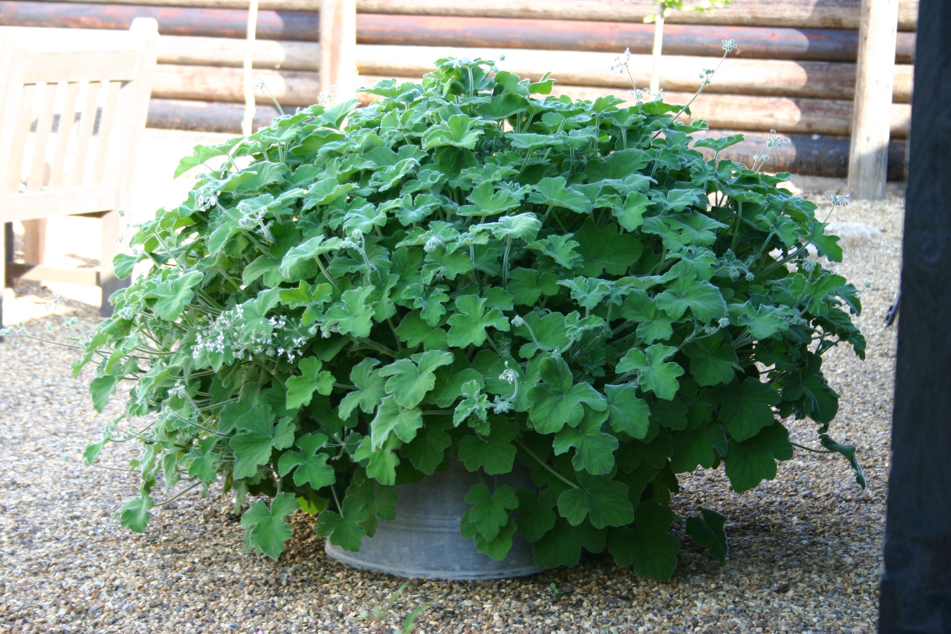 Pot of peppermint pelargonium