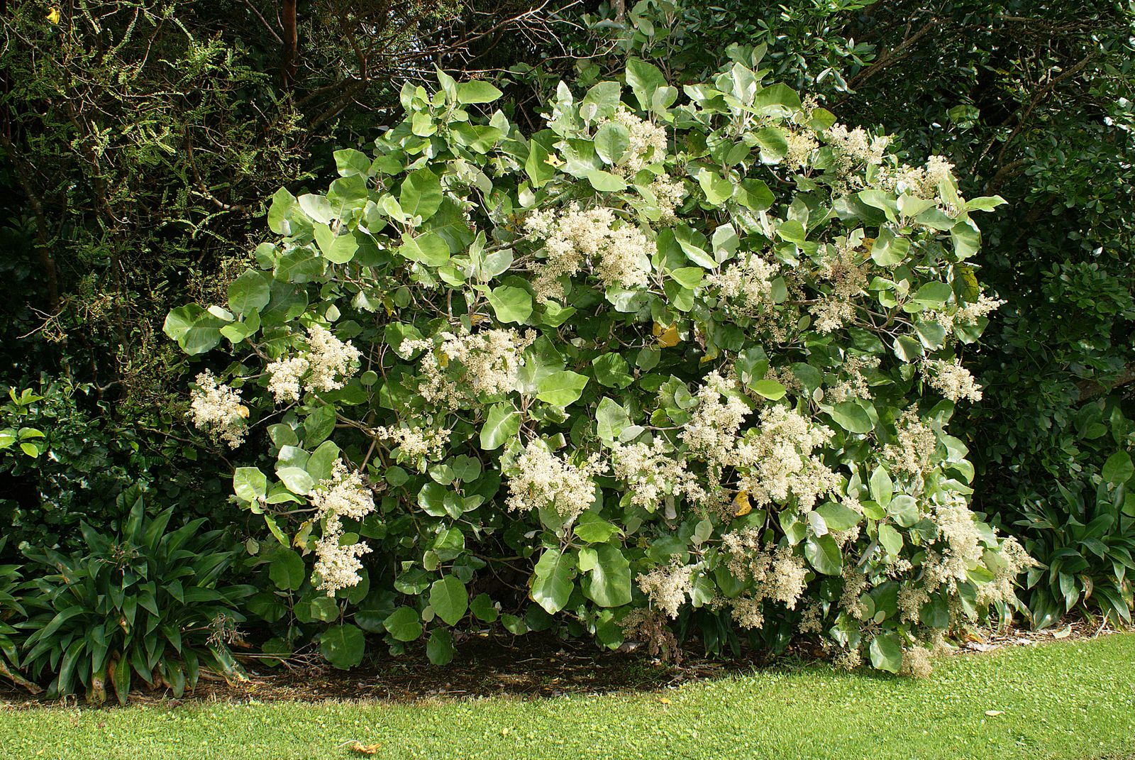 Bushman's friend in bloom with white flowers.