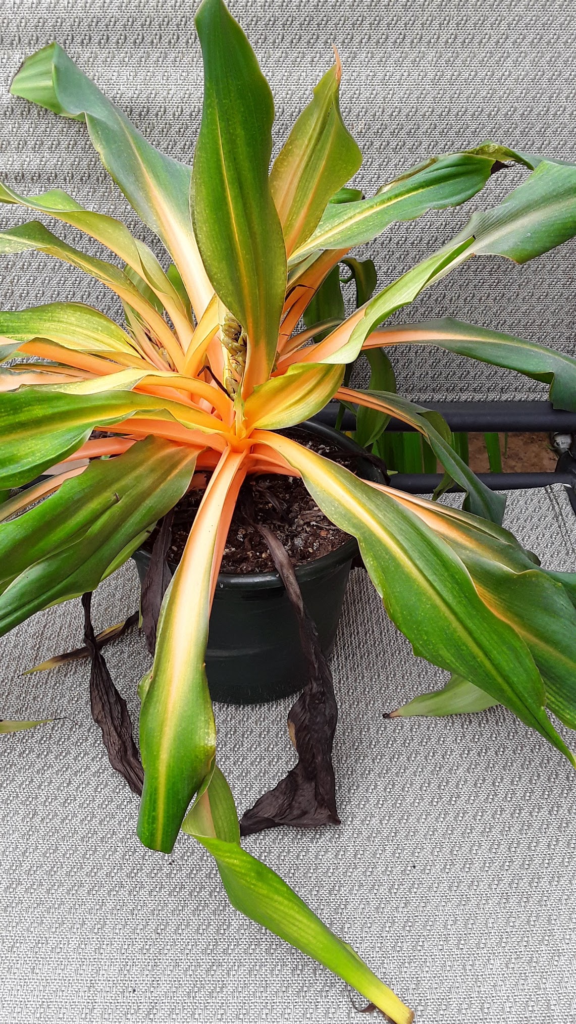 Black Leaves on Orange Spider Plant - Laidback Gardener